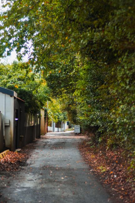A narrow residential driveway with a tarmac surface, bordered by tall, dense green hedges and trees on both sides. The driveway extends into the distance towards a small gate and a building beyond. On